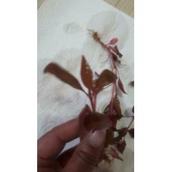 mooie aquarium plantenmix 13soorten te koop of ruil
