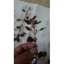 mooie aquarium plantenmix 13soorten te koop of ruil