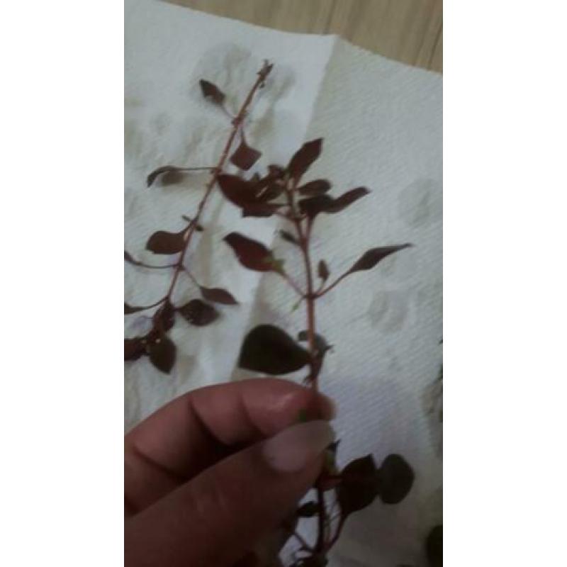 mooie aquarium plantenmix 13soorten te koop of ruil