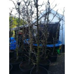 perenbomen conferance