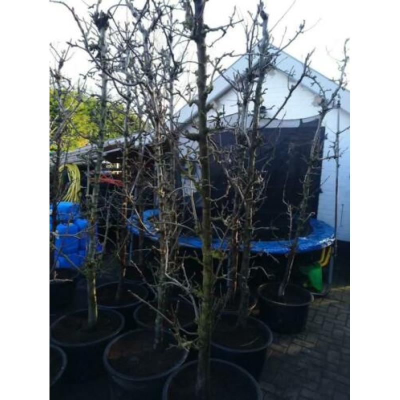 perenbomen conferance