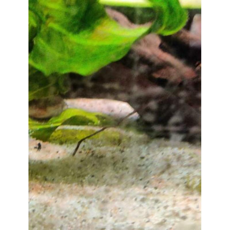 Gezocht volwassen corydoras om kweek groep uit te breiden