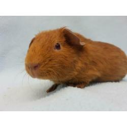 Goud kleur jong cavia zeugje mag bijna verhuizen