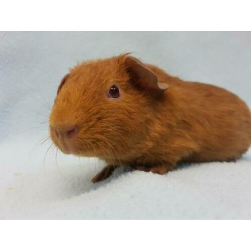 Goud kleur jong cavia zeugje mag bijna verhuizen