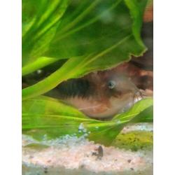Gezocht volwassen corydoras om kweek groep uit te breiden