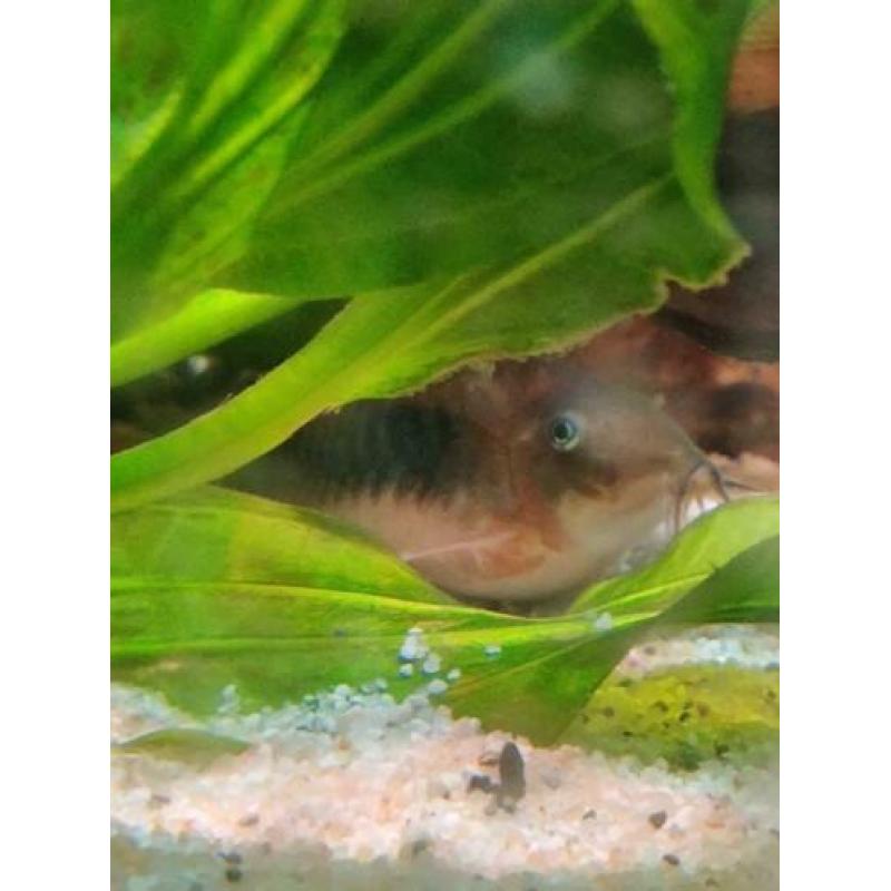 Gezocht volwassen corydoras om kweek groep uit te breiden