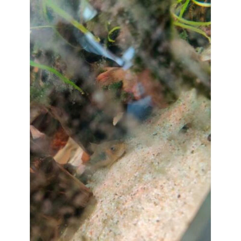 Gezocht volwassen corydoras om kweek groep uit te breiden