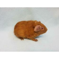 Goud kleur jong cavia zeugje mag bijna verhuizen
