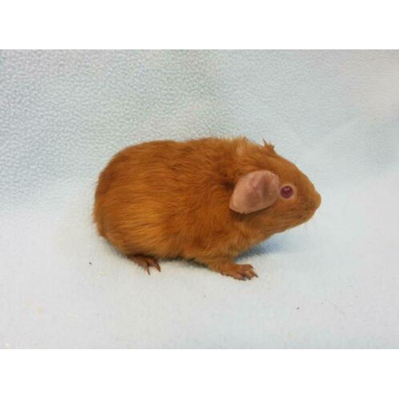 Goud kleur jong cavia zeugje mag bijna verhuizen