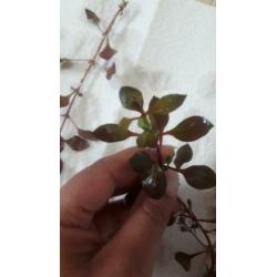 mooie aquarium plantenmix 13soorten te koop of ruil