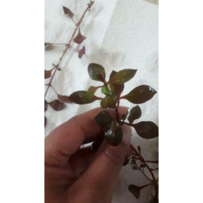 mooie aquarium plantenmix 13soorten te koop of ruil