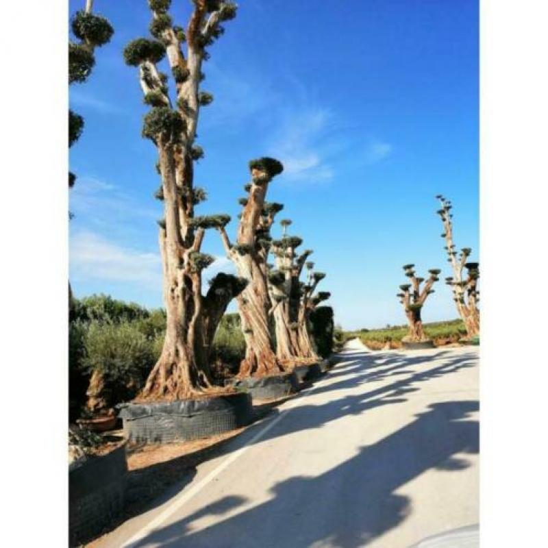 Olea Europea - Olijfboom - Alle Soorten 500-650cm art27085