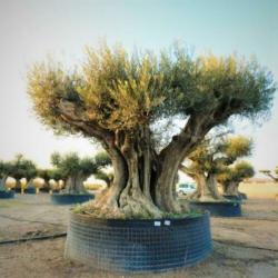Olea Europea - Olijfboom - Alle Soorten 500-650cm art27085