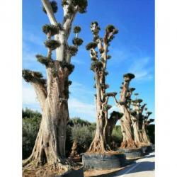 Olea Europea - Olijfboom - Alle Soorten 500-650cm art27085