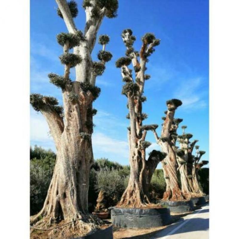Olea Europea - Olijfboom - Alle Soorten 500-650cm art27085