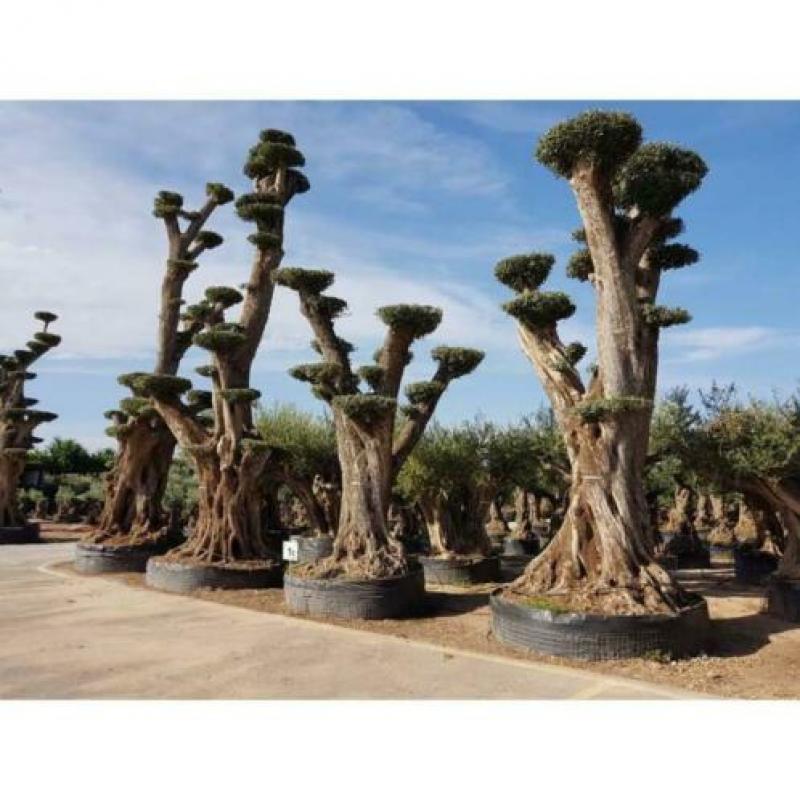 Olea Europea - Olijfboom - Alle Soorten 500-650cm art27085