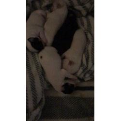4 leuke chihuahua pups te koop