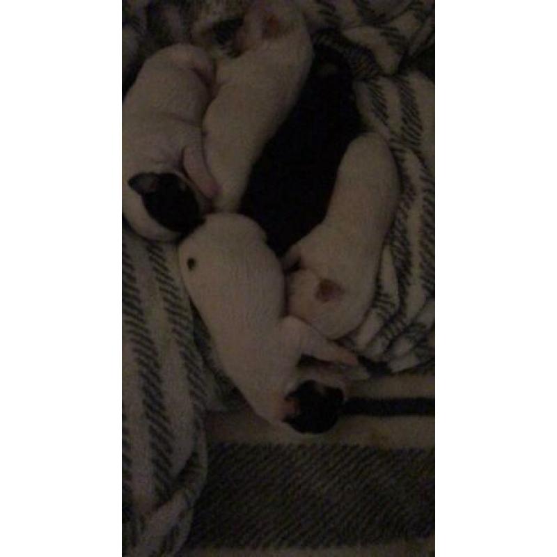 4 leuke chihuahua pups te koop