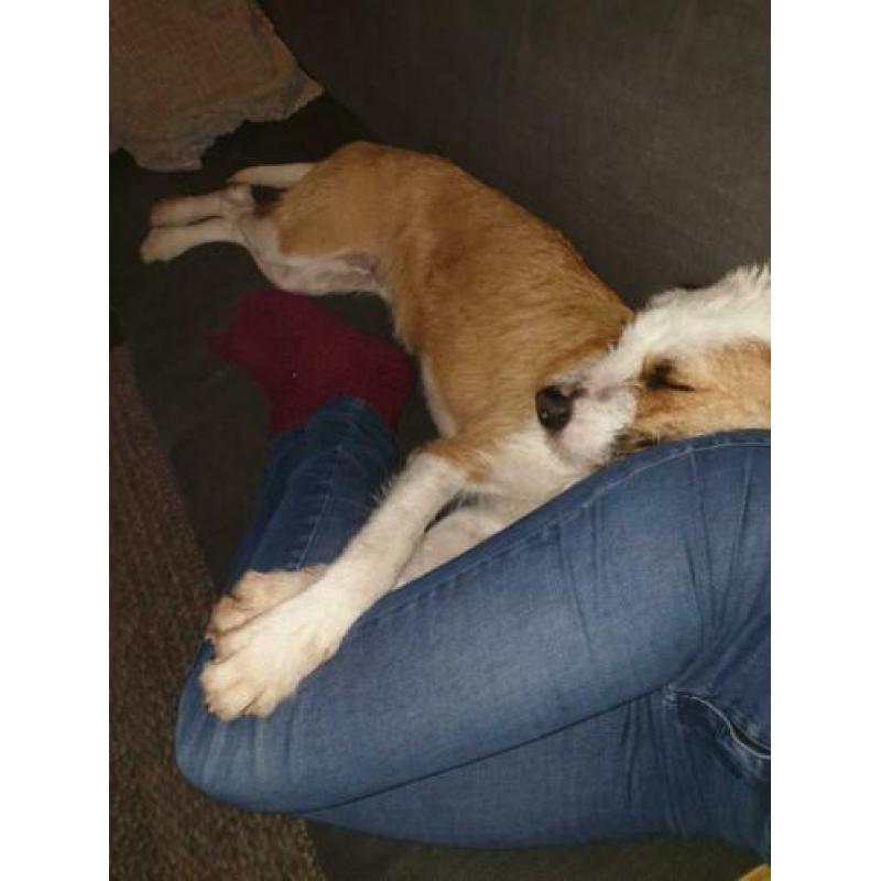 Lieve ACE rescue hond uit Spanje ter adoptie!