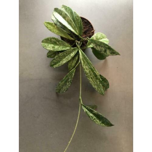 Hoya pubicalyx silver splash plant