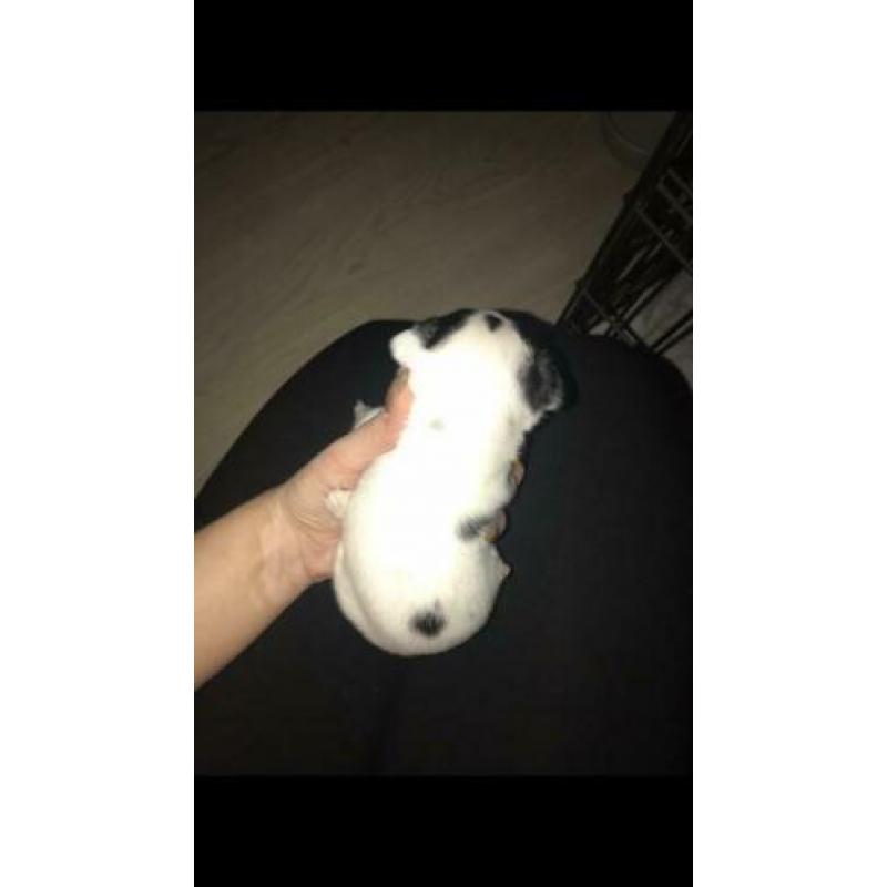 4 leuke chihuahua pups te koop