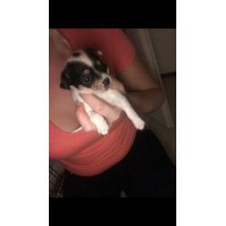 4 leuke chihuahua pups te koop
