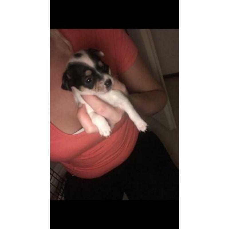 4 leuke chihuahua pups te koop