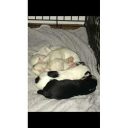 4 leuke chihuahua pups te koop