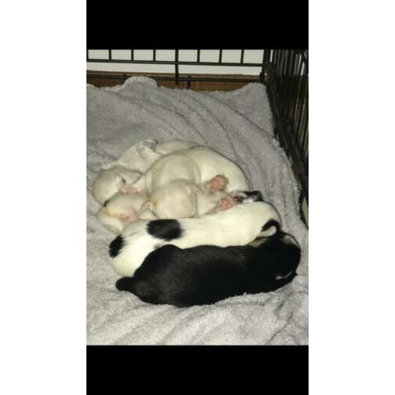 4 leuke chihuahua pups te koop