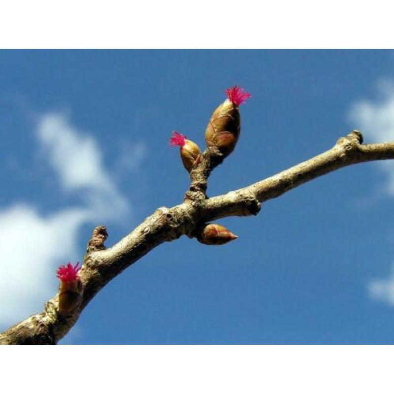 Corylus avellana, Hazelaar , jonge struik Bonsai