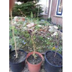 Corylus avellana, Hazelaar , jonge struik Bonsai