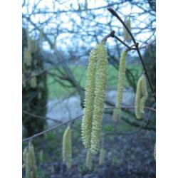Corylus avellana, Hazelaar , jonge struik Bonsai