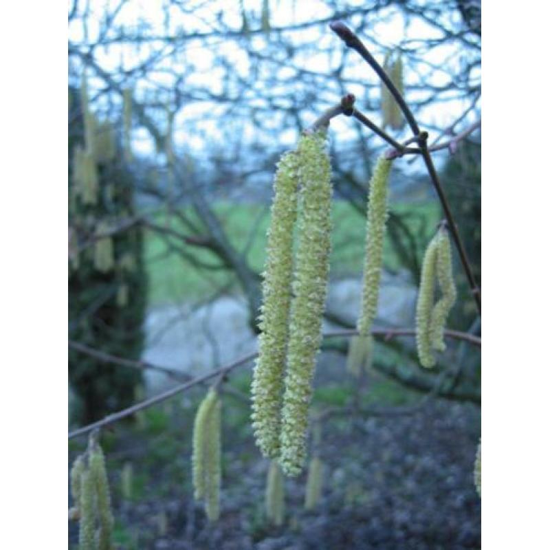 Corylus avellana, Hazelaar , jonge struik Bonsai