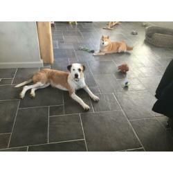 Lieve ACE rescue hond uit Spanje ter adoptie!