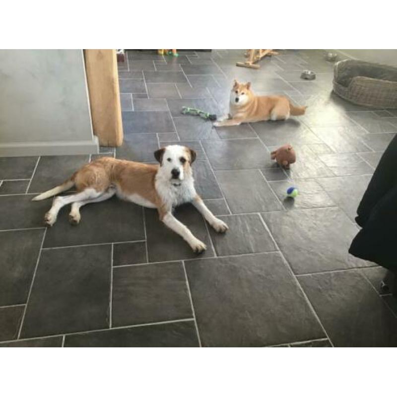 Lieve ACE rescue hond uit Spanje ter adoptie!