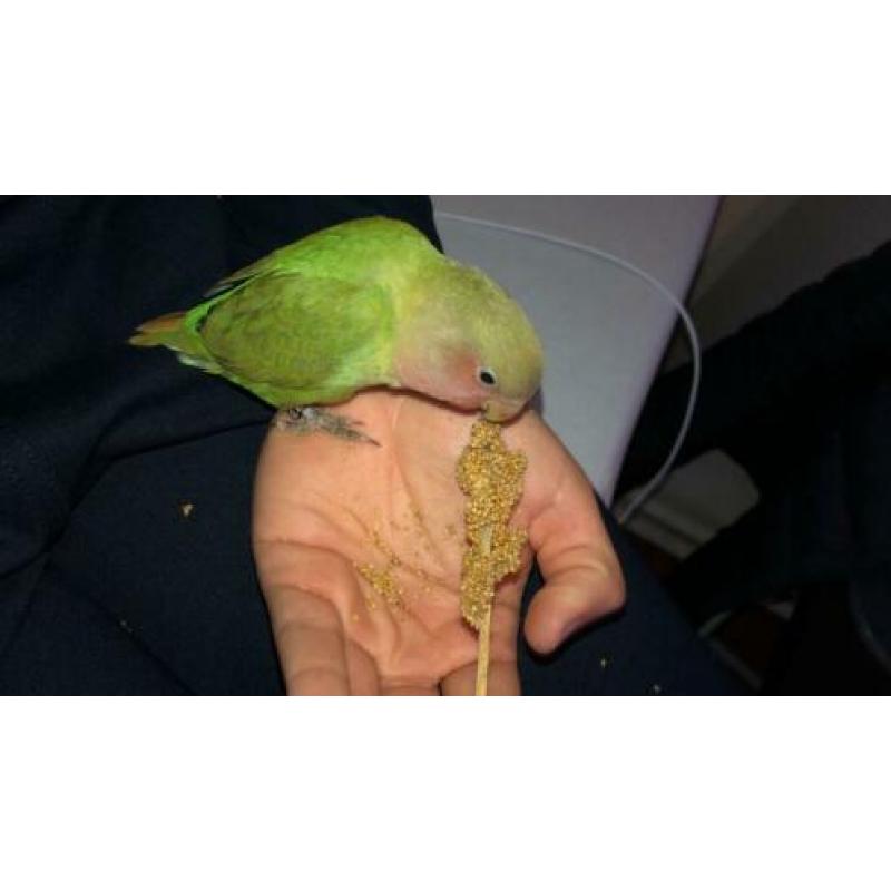 Tamme groene Agapornis Roseicollis