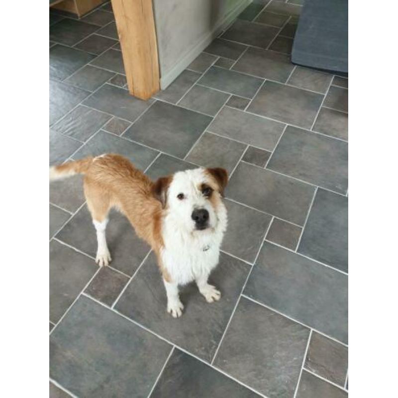 Lieve ACE rescue hond uit Spanje ter adoptie!