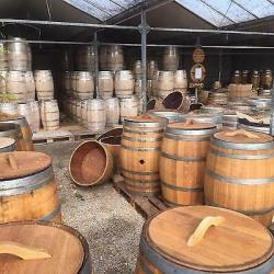 Wijnvat met Bamboe Fargesia rufa voor € 49,-