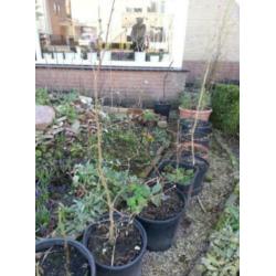 Corylus avellana, Hazelaar , jonge struik Bonsai