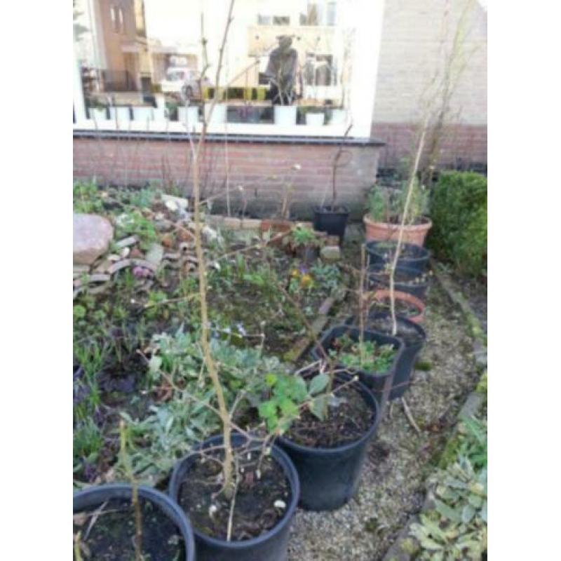 Corylus avellana, Hazelaar , jonge struik Bonsai