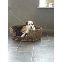 Lieve ACE rescue hond uit Spanje ter adoptie!