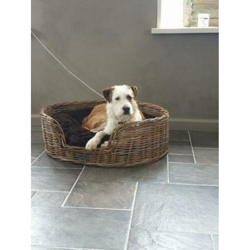 Lieve ACE rescue hond uit Spanje ter adoptie!