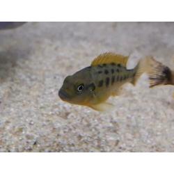 Malawi cichliden: Pseudotropheus williamsi blue lip