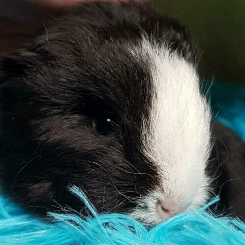 Heel mooi ch teddy beertje