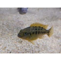 Malawi cichliden: Pseudotropheus williamsi blue lip