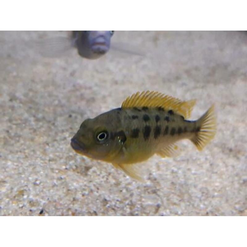 Malawi cichliden: Pseudotropheus williamsi blue lip