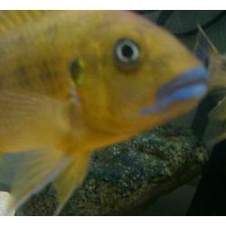 Malawi cichliden: Pseudotropheus williamsi blue lip