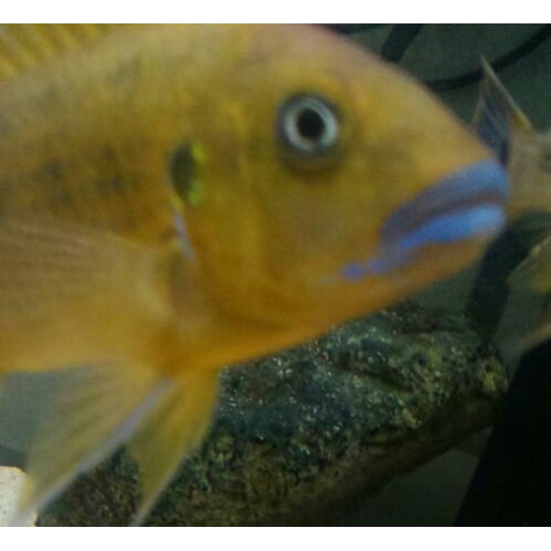 Malawi cichliden: Pseudotropheus williamsi blue lip
