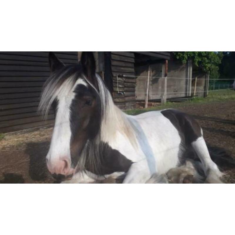Prachtige robuuste tinkerhengst 2j en nu al 1m45 pssm n/n
