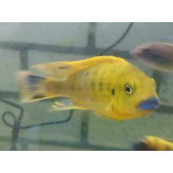 Malawi cichliden: Pseudotropheus williamsi blue lip